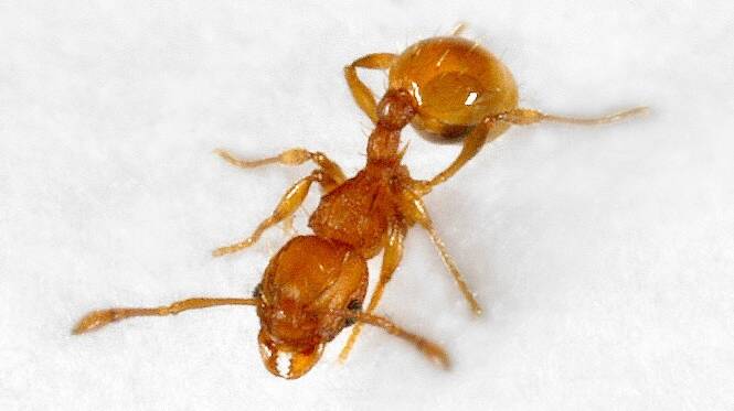 What we're looking out for, an electric ant. Picture: Qld government.