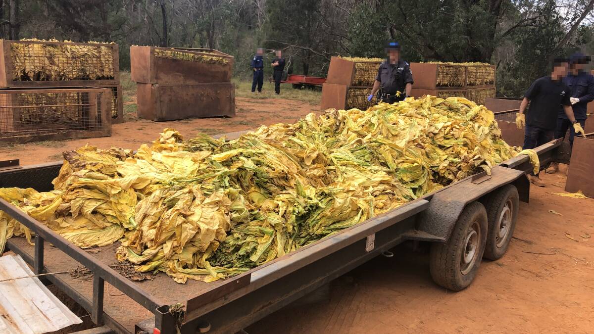 This tobacco crop was seized during a raid on a NSW farm. Picture: ATO.