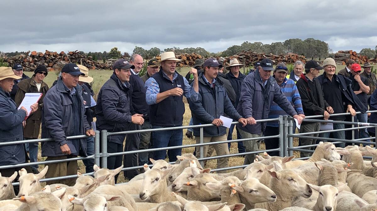 First-cross ewes hit $388 at Edenhope