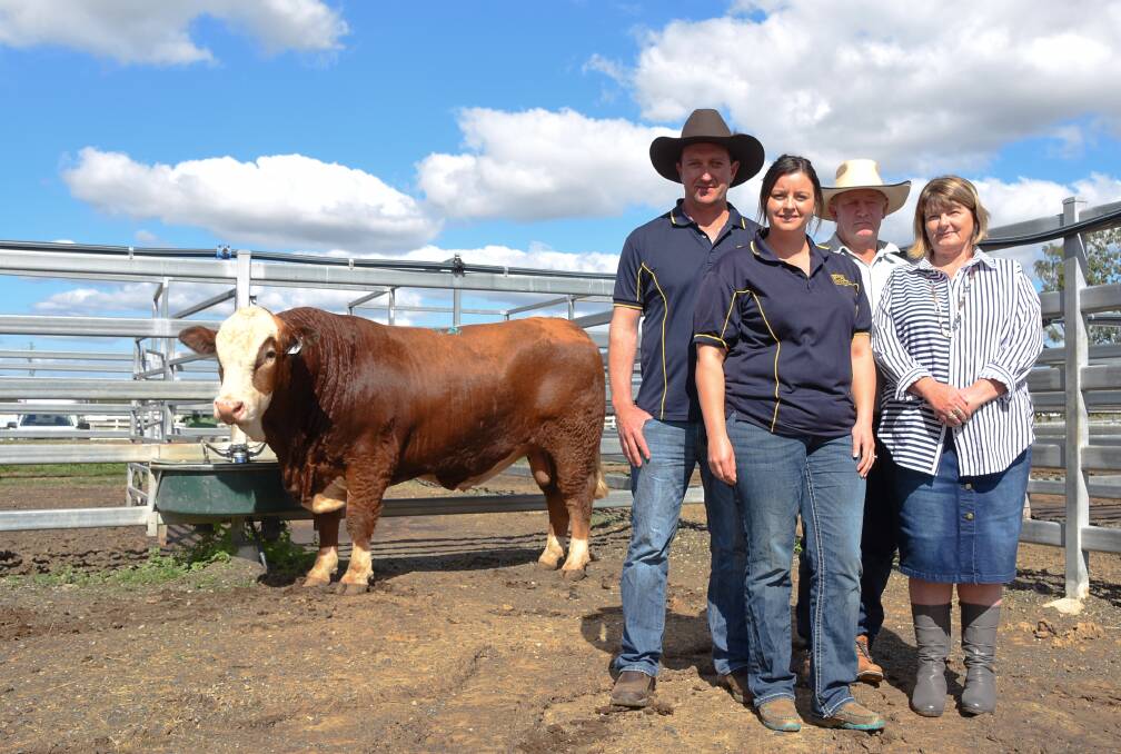 BIDDING FRENZY: Sale Topper 27-month-old Yerwal Est Rockhampton, who sold for $34,000, with vendors Regan Burow and Concetta Maglieri, Yerwal Estate Simmental and Angus Stud, Naracoorte SA, with buyers Darryl and Alexandra Humpreys, Jericho, Queensland. 