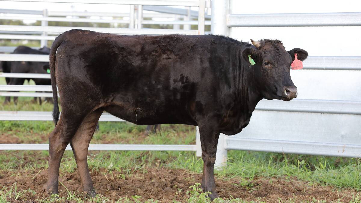Sam and Dean Pollard, Sahara Park Wagyu, Garnant topped the 2018 Wagyu Fullblood Sale held during Beef 2018 with James Matts, Goshu Wagyu purchasing this Wagyu heifer for $35,000.