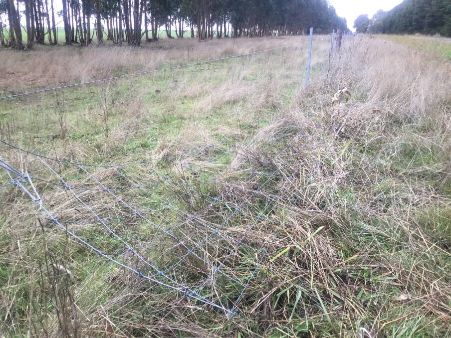 DANGER: Sections of fencing were cut near Macarthur, allowing sheep to wander onto roads.