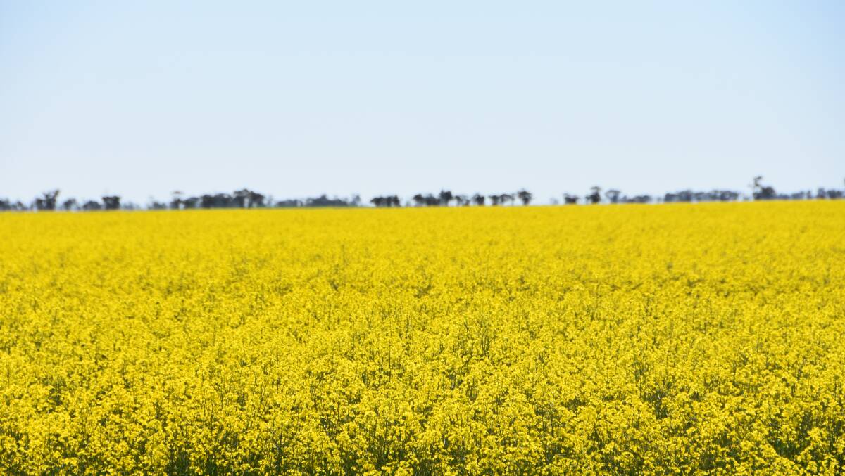 Crops in the Birchip area, fuelled by good subsoil moisture from a heavy summer rain, combined with reasonable in-crop rainfall, are well set up leading into the crucial late spring period.