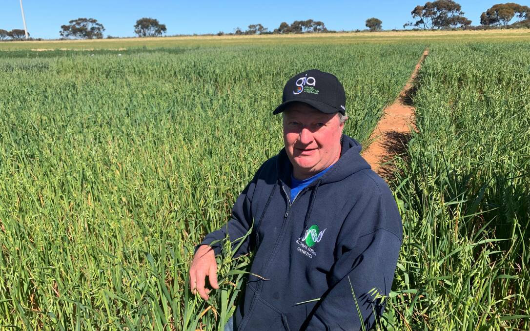 Michael Materne, Grain Innovations Australia, has bred an imi-tolerant oat, to be commercialised by Intergrain. 