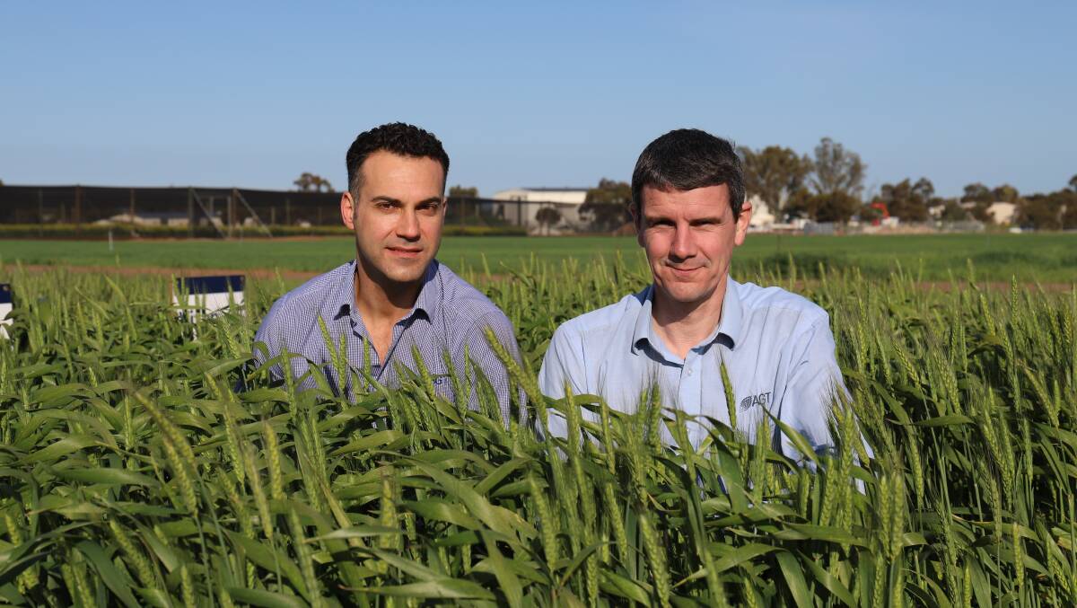 Haydn Kuchel and James Edwards, AGT, with the new Calibre wheat variety.