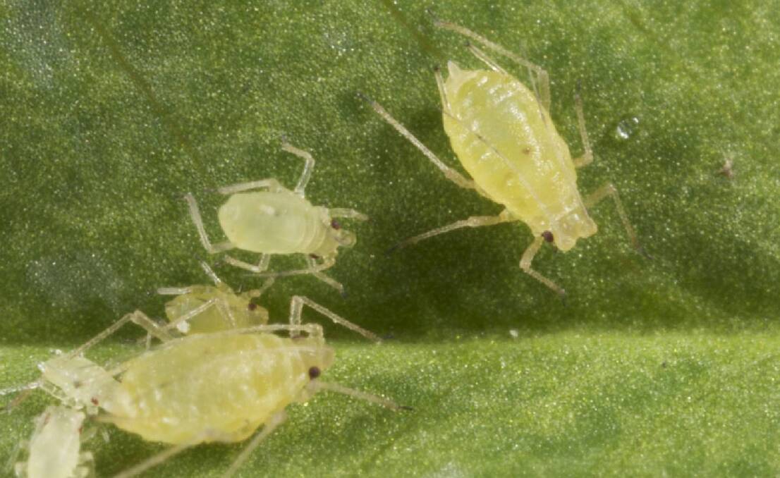 Green peach aphids with resistance to sulfoxaflor have been found in WA. Photo: cesar.