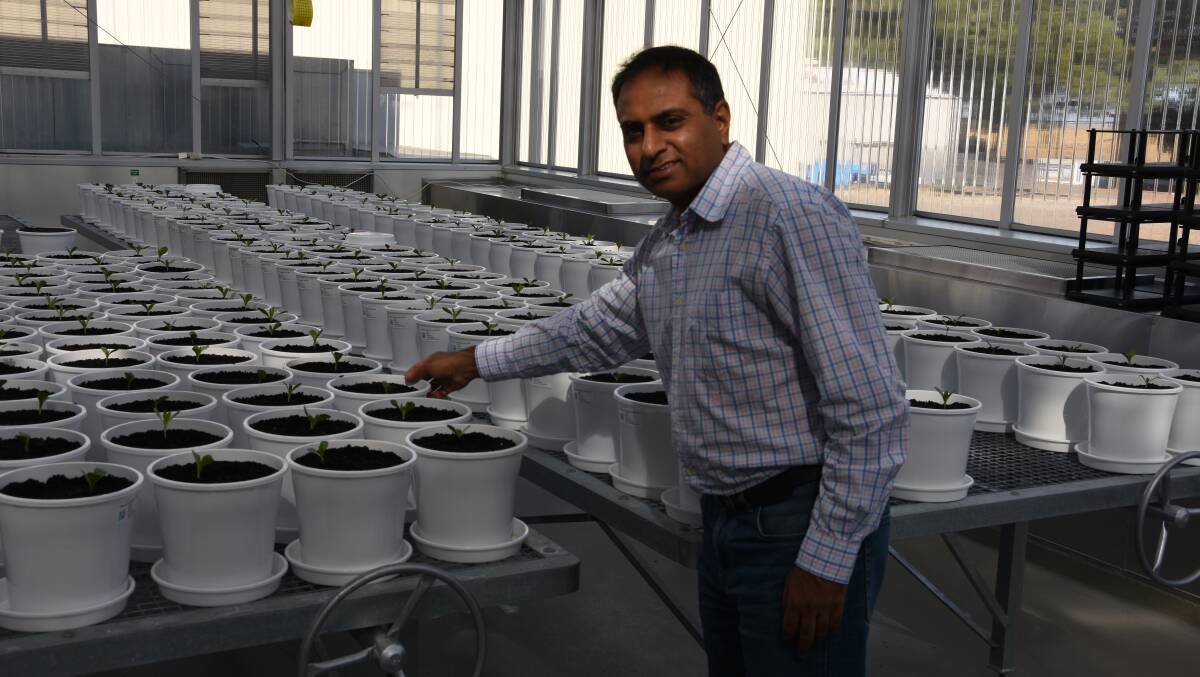 Surya Kant with safflower seedlings at Agriculture Victoria's Horsham research station.