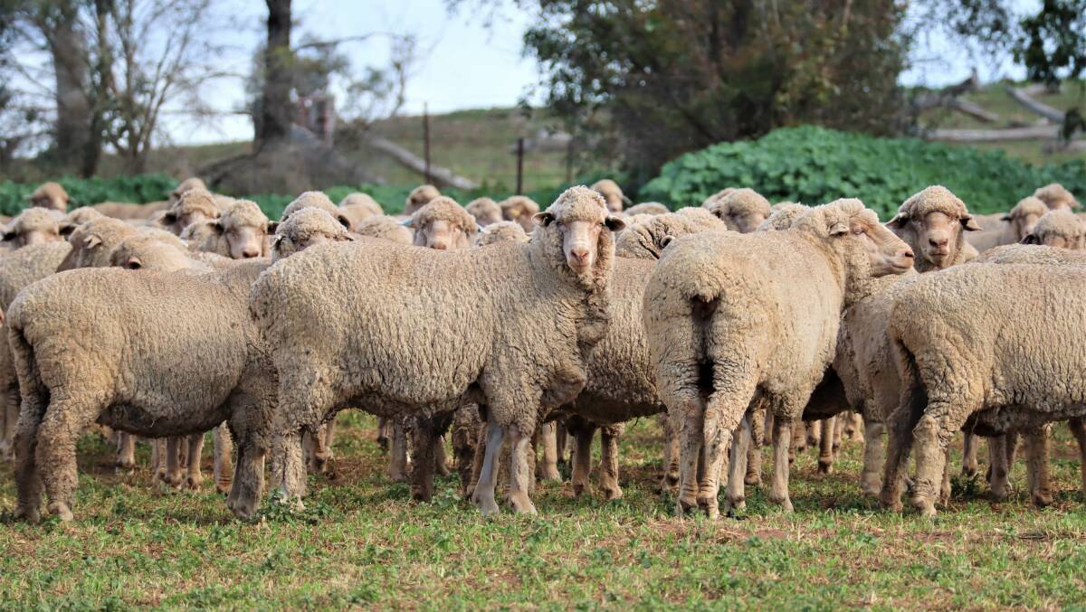 Rocklyn's breeding ewes have been selected for key traits. 