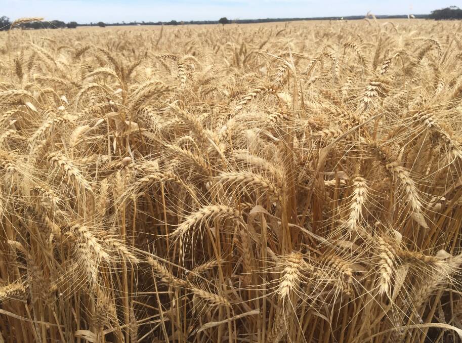 Some agencies have WA wheat production estimated as high as 9.3 million tonnes this season.