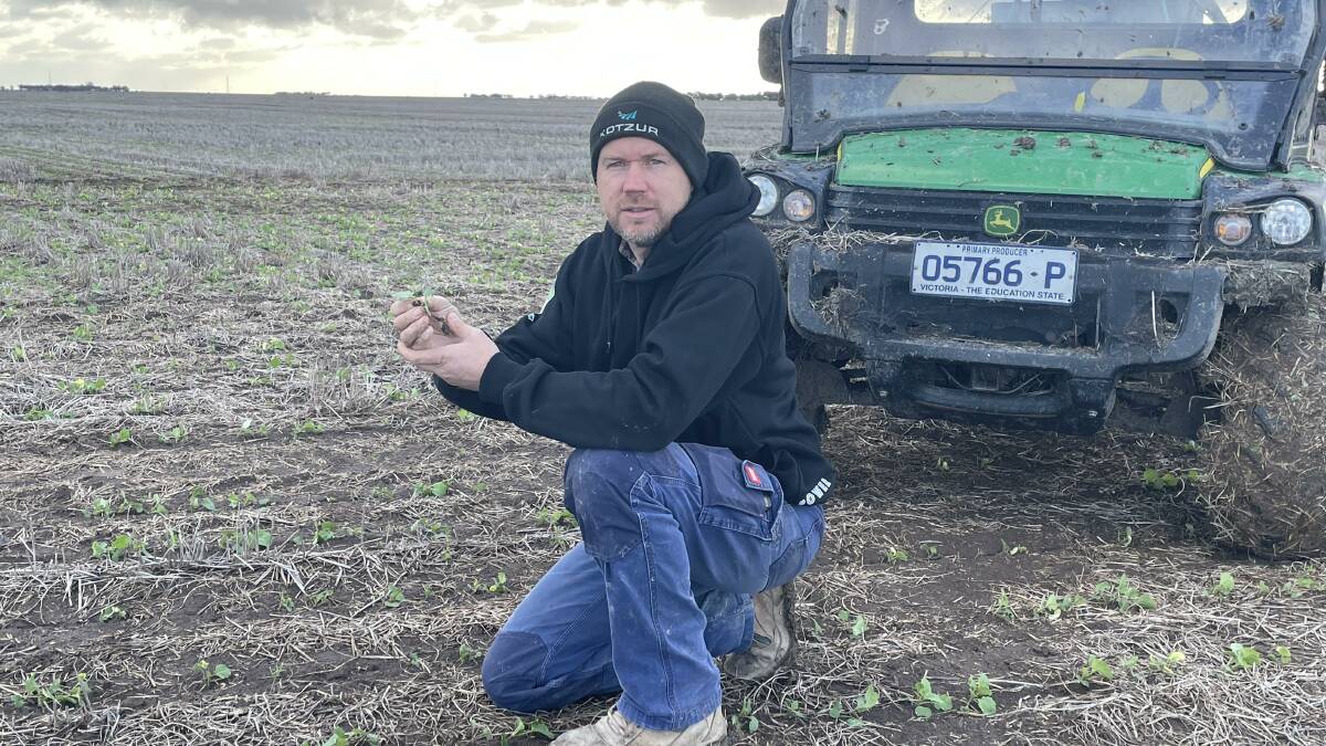 WATCHFUL: Wimmera farmer Tim Rethus is keeping an eye out for possible slug damage in canola crops.
Photo by Gregor Heard.