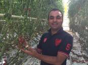 Naresh Singh, head grower with D'VineRipe, has achieved world best yields in a number of varieties of tomatoes. 
