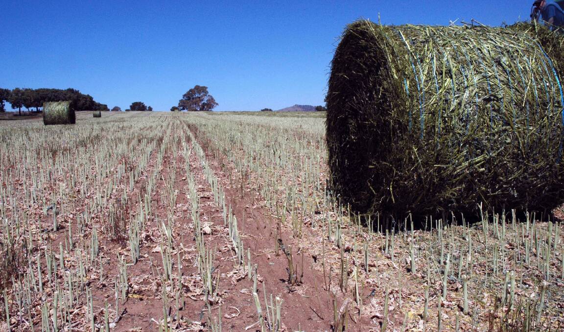 Many farmers are experimenting with canola hay for the first time this year. Photo: GRDC.