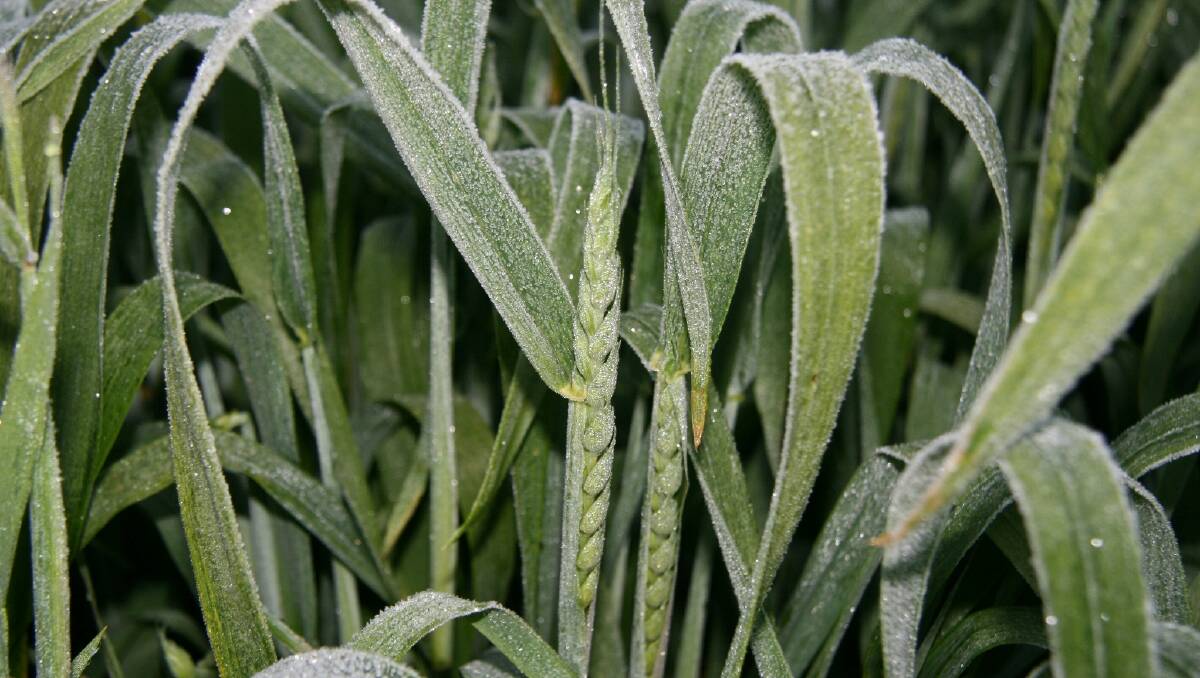 There has been frost in Australia's wheatbelt lately but hopes are that it will not cause a significant reduction in yields.