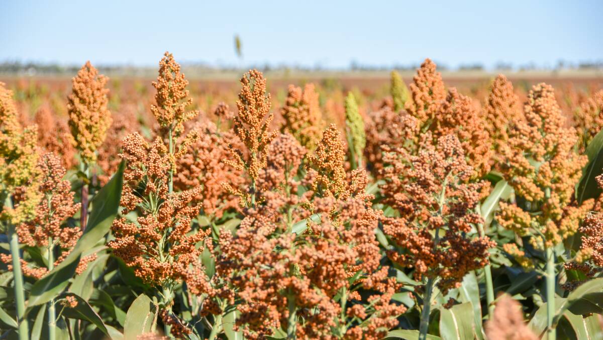 Sorghum producers have taken Advanta Seeds to court, alleging seed purchased was contaminated with the weed shattercane.