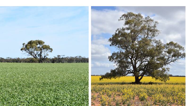 2019 crops in the Birchip, left, are in stark contrast to 2018, the lush paddocks a vast improvement on the same time last year when plants were already dying.