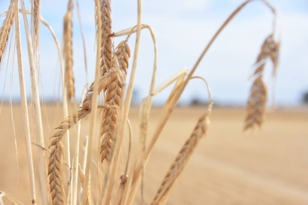 Saudi Arabia has imported less barley in the first half of the marketing year.