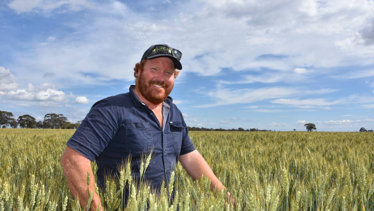 Donald farmer Dennis Adams in a paddock of Gladius wheat late last month. Photo: Gregor Heard.