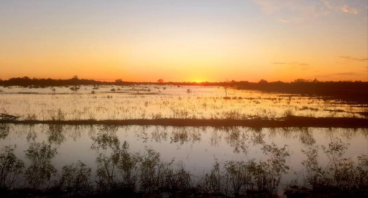 OUTLOOK: Sunrise over the Thomson River floodplain just west of Longreach on Saturday. The region is in the midst of one of its wettest seasons in years with more set to fall next week. Photo by Sally Gall.