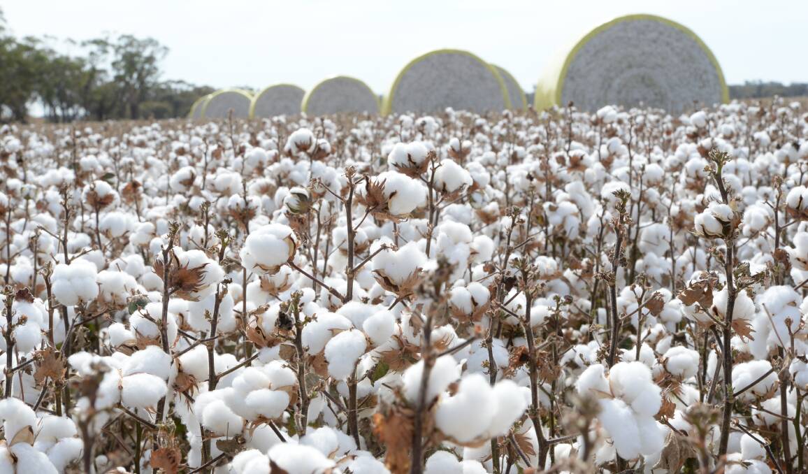 Cotton producers are hoping to put the controversy of the past couple of months behind them. 