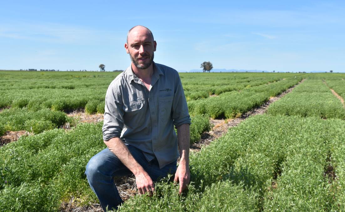 Ash Wallace, Agriculture Victoria, says developing lentil lines with greater heat tolerance will be good for the industry, particularly growers in hotter and drier areas. Photo by Gregor Heard.