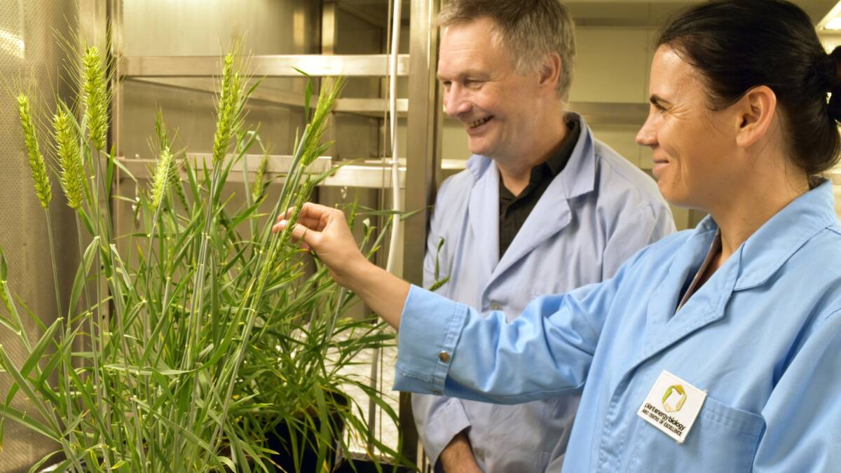 FUTURE: University of WA researchers Ian Small and Joanne Melonek played a major role in a recent research project mapping the genomes of 16 wheat varieties.
