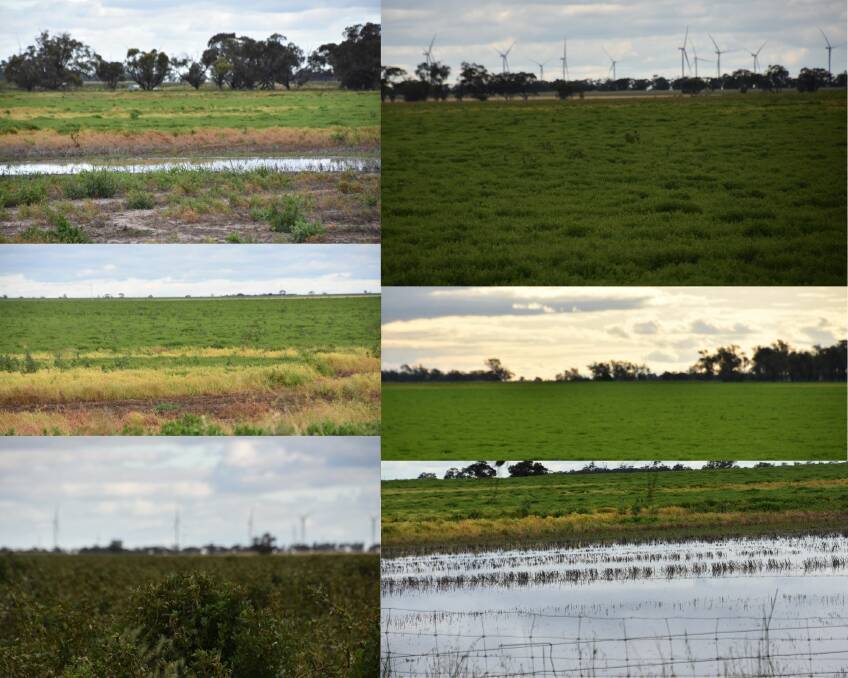 Pulse crop condition varies enormously, with these different crops all between Horsham and Warracknabeal in Victoria. Pictures by Gregor Heard.