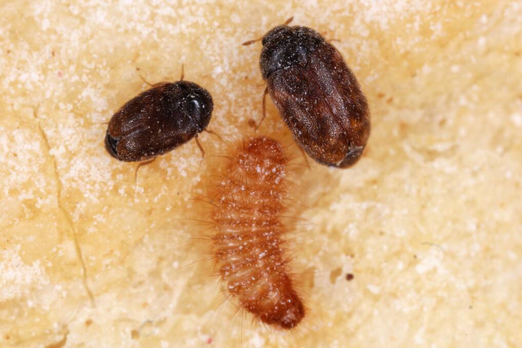 Australia is beefing up its biosecurity capacity in order to keep out damaging hitchhiker pests such as Khapra beetle (pictured. File photo.