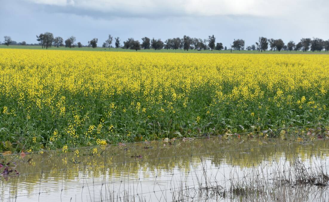 Canola has suffered through wet periods throughout the growing season. Photo: Gregor Heard.
