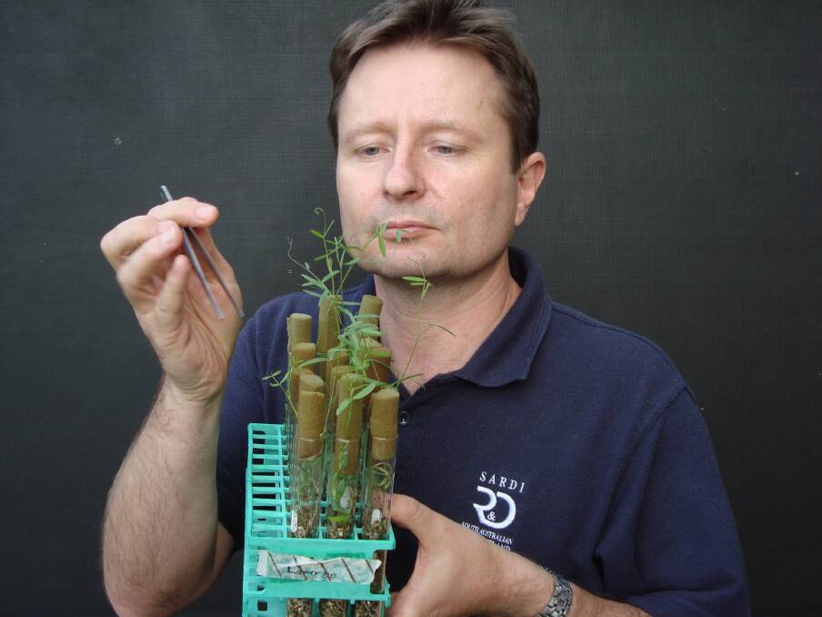 SARDI researcher Ross Ballard has made some promising advances in terms of rhizobia with the ability to facilitate pulse crop nodulation in acid soils.