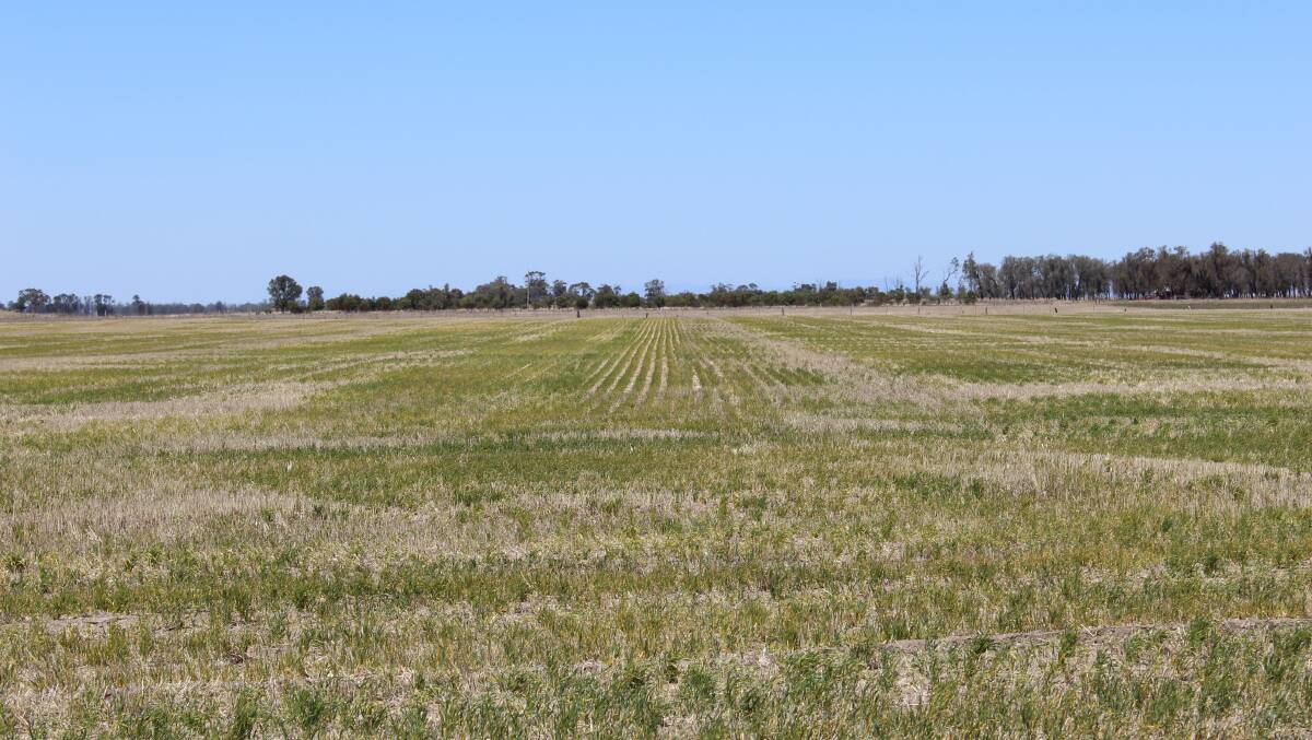 Farmers need to control summer weeds and not let volunteers in stubbles, such as the ones above, emerge to best conserve moisture for the winter crop.