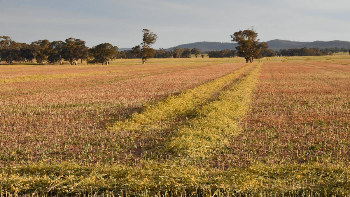 Canola crops cut for hay following frost or dry conditions have been an all too common sight this season.