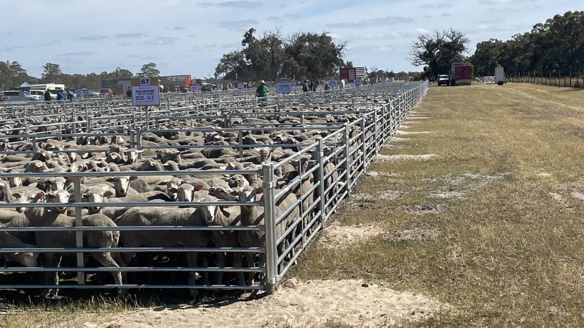 First cross ewes in the pens at the first AWN Edenhope sheep sale.