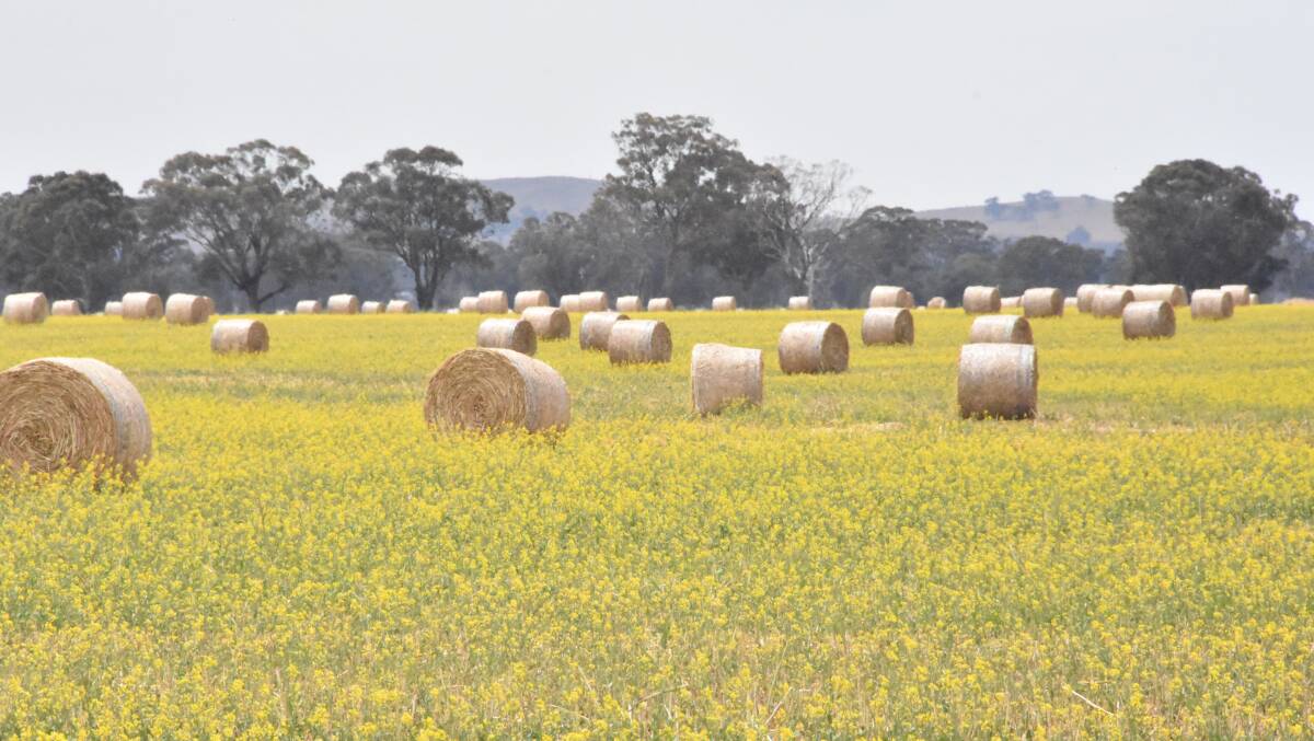 Paddocks of canola cut for hay are a common sight across Victoria this year following a horror year for frost. Western District wheat crops have also suffered due to frost.