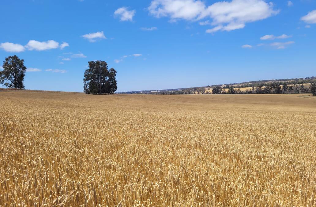 The award winning Western Australian crop just prior to harvest. Photo courtesy of Dan Fay.