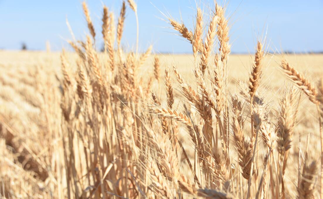 Wheat prices have risen slightly this week. 