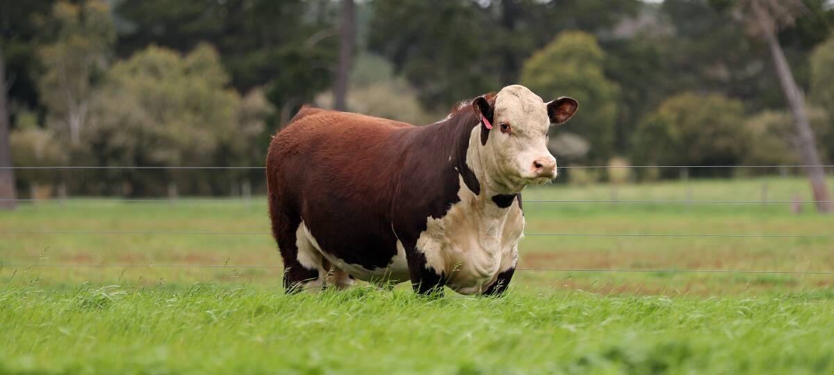 The Herefords Australia Breed Forum will be held on May 14, at the at the Wodonga Exhibition Centre with the central theme to be 'Productivity Driven Sustainability'. Picture Herefords Australia