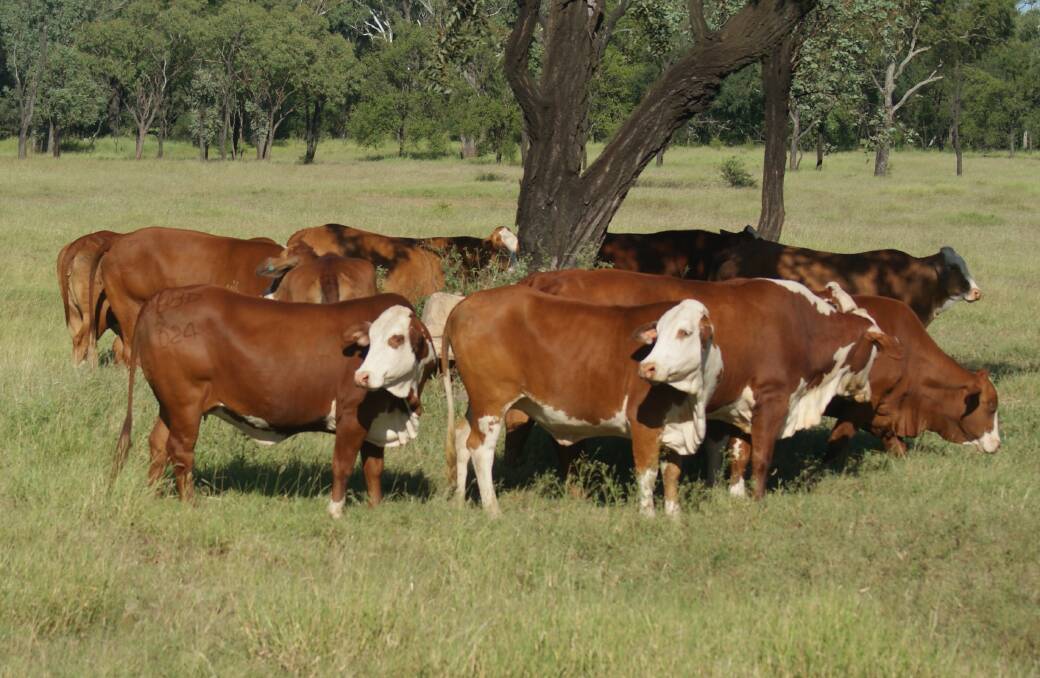 The genetic base for the Burnett's herds has traditionally been Brahman and Braford breeds, but in more recent years, principal Doug Burnett, has begun to introduce Herefords into the mix.