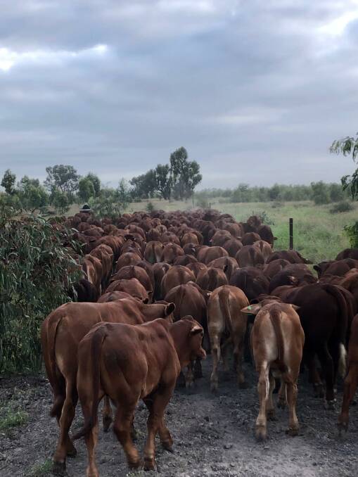 Numbers: While Bygana has a carrying capacity of 1500 head, Mr Kiernan said they like to keep numbers closer to 1250 breeders, at a ratio of one bull to 25 females.
