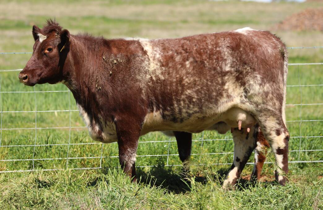 Donor prospect: Moombi Isobel Q40 (P). Lot 11 is considered to be a top donor prospect.
