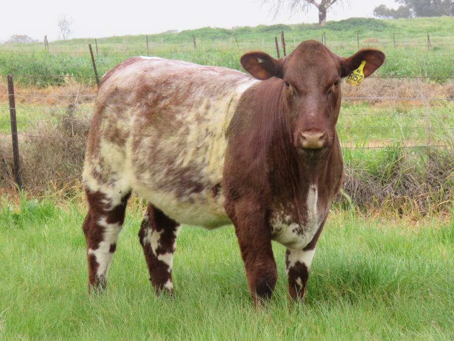Champion pedigree: Royalla Marcia R152 (P), a full sister to 2021 Beef Australia Champion, Royalla Ventura will be offered as Lot 27B.
