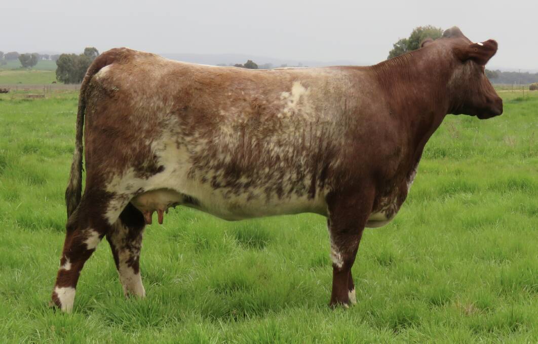 Rockstar daughter: Lot 17 Nunyara Carnation P406 (P) is a Royalla Rockstar donor prospect. Including calves, Royalla have selected 80 females for the 50th anniversary sale.
