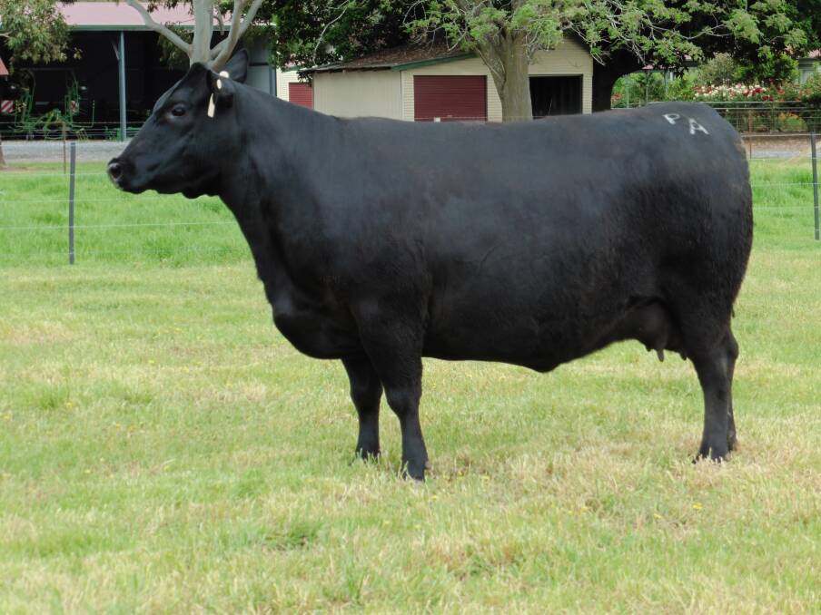 Big bucks: Lot 1, a Cherylton Stewie D19 PV daughter, sold to $17,500 and in the breed's top 10 per cent for IMF at +3.4.