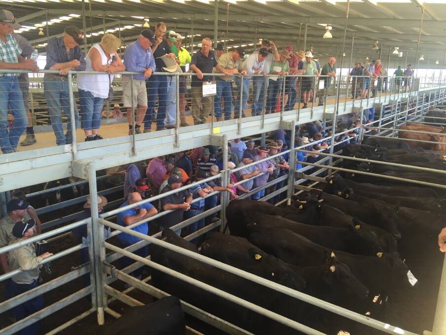 WEANER RUN: Majority of the 1000-head yarding at Echuca June store sale were spring drop weaners, which were competed on by two major feedlots. File photo. 