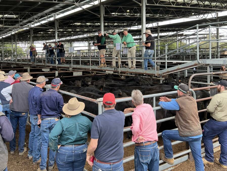 
Heavy feeder steers were met with very strong competition and returned more than 600c/kg for black cattle more than 450kg. 