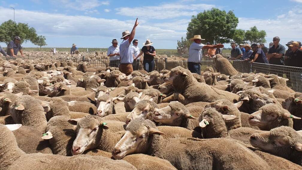 7100 ewe lambs and wethers were yarded at the annual Nhill and Kaniva lamb sale. 