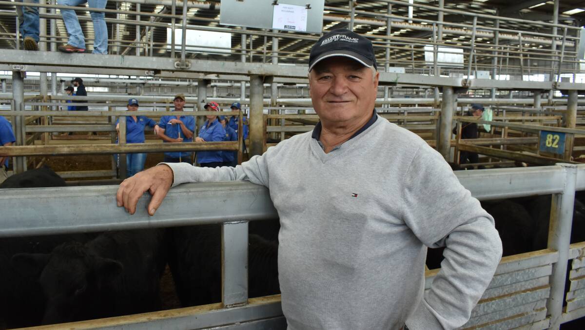 FATTENING STEERS: Frank Parini, Korumburra, was in the market for replacement steers to fatten at Leongatha store sale last week. 