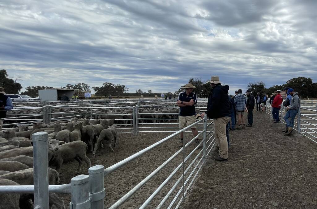 Edenhope wethers hit $176 at crossbred store lamb sale