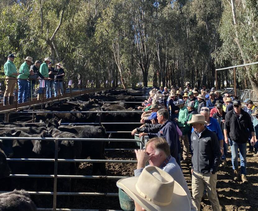 SOLD: Cattle at Myrtleford. File photo. 