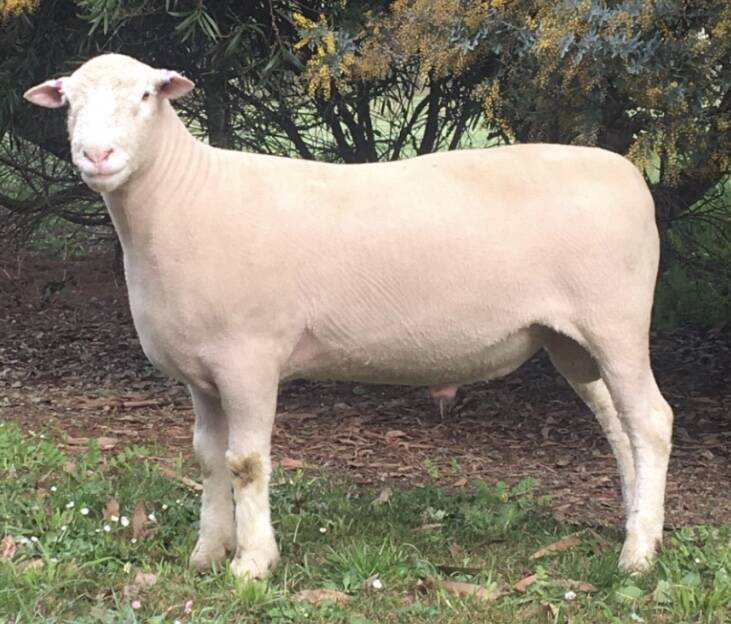 James Rowe, Jeathrowe Stud, Bannockburn, purhcased the top priced Bright Side Poll Dorset - a 128kg kilogram ram with a TCP index of 140.2 and EQ index of 137.1.