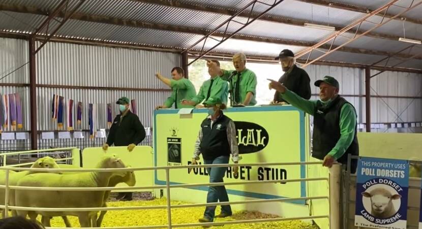 Shellal sold 90 Poll Dorset rams to a high of $3000, for a sale av of $1643.